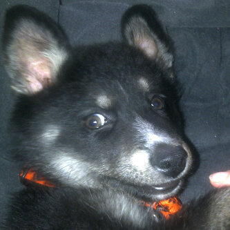 Life is so sad. Wen u hv to give away something MAX ♥