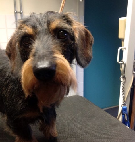 Kitty Luiken/echtgenoot/moeder/oma/gek#honden/weetveel#honden/
eigenhondentrimsalon/sauna/goedglas/noglangnietklaar.