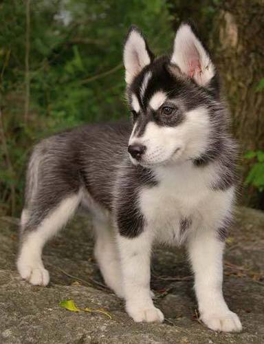 puppy_spn's profile picture. #PR Female siberian husky. With my owner @SamTheYoungOne.(Other dog account @HelplessPuppy)