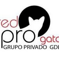 Red Pro Gato Guadalajara (@redprogato) 's Twitter Profile