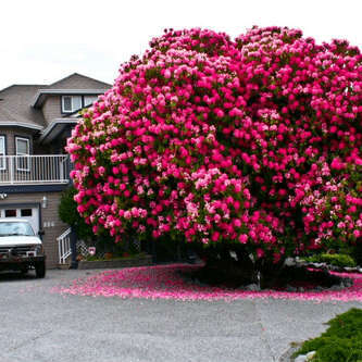 mahasen_bayzeed's profile picture. قائدة مجمع تحفيظ القرآن بينبع الصناعية،مواليد مكة المكرمة أم لأربع أبناء، طموحاتي تكمن في توفيق الله لأبنائي في إكمال مسيرتهم العلمية و العملية ♥'