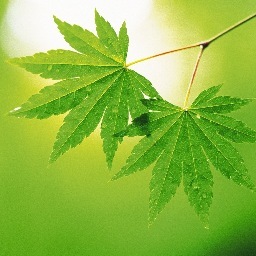 weeblymindful's profile picture. mindful: attentive, aware, careful, mindful of one's responsibilities.
living: having life; being alive, active or thriving, vigorous, glowing, flowing freely.