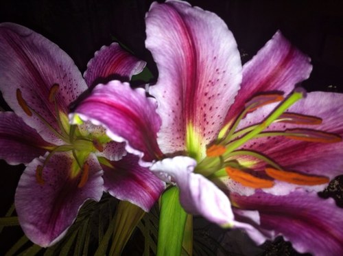 Susiesu246's profile picture. 