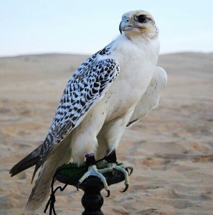 ‏‏‏استغفر الله الذي لاإله الاهو الحي القيوم واتوب اليه