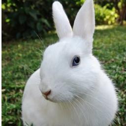 BBHD Small Animal Boarding Company
Tel: 01837 861694  / 07761 158291   
                          
                         smallanimalboarding@outlook.com