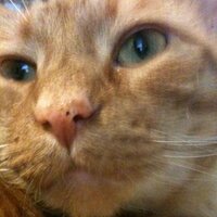 unregulatedspeech (@kitten_talker) 's Twitter Profile