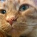 unregulatedspeech (@kitten_talker) Twitter profile photo unregulatedspeech (@kitten_talker) Twitter profile photo