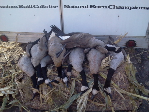 If the steel ain't flyin, the birds ain't dying!