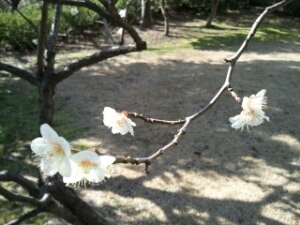 shiojun (유코)