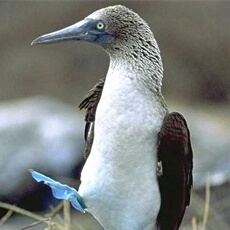 higher classification: booby