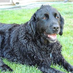 dogsgreen's profile picture. Eco-friendly & North American made pets products.     Creator of Paw Pots.