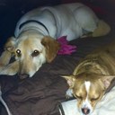 Chris Corsi - @ChrisCorsi2 - Twitter