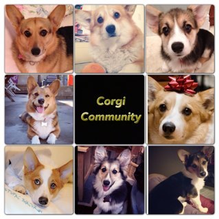 Welcome to Corgi Community! Corgi Community is best known on Instagram. Make sure to follow us!