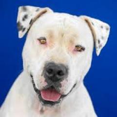 Dogo_LBC's profile picture. You only need to open your mind. No extremists from either wing or religion! Politics... Humor... Foul language... You name it. #DealWithIt #p2 #LBC