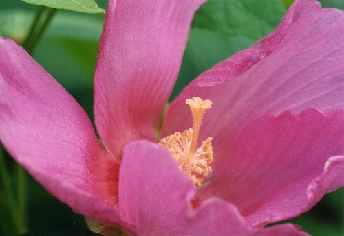 COSMOAI's profile picture. 元学校カウンセラー・元こころの相談室相談員・自律訓練（AT)療法士・在家僧侶（首座職）