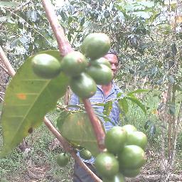 All about Papua New Guinea COFFEE: http://t.co/Wa2a4n8GKp