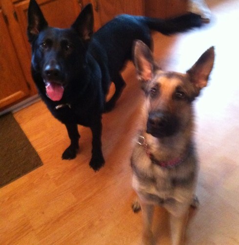 K-9 Handler/Adult Babysitter