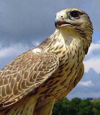 AbdulazizAij55's profile picture. 