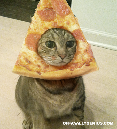 The PIZZACAT (the original pizza cat)さんのプロフィール画像