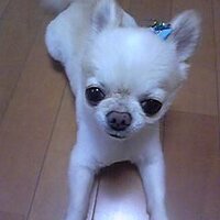 モルるん (@morphoy) 's Twitter Profile