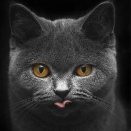 JolliRono's profile picture. 