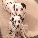 caroline foster - @DogshopFoster - Twitter