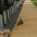 James pettway - @mburt13 - Twitter