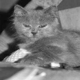 tinecatwoman's profile picture. nothing i just a cute cat adopted my mommy