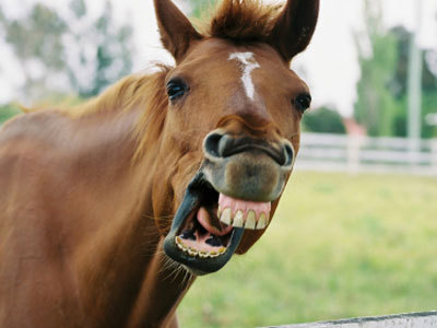 Cmndr_Sokolove's profile picture. Professional horse.