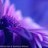 Amal_Alhashmi's profile image