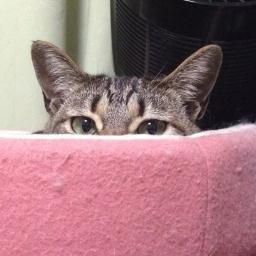 shigeru1603's profile picture. 1年ぶりにTwitter復帰してみました 今度は医学部受験生としてです！ 国公立はB判定最近出ましたが全然油断なんて出来ません 夢は患者の為に命を懸けれる天野篤先生の様な外科医になる事です 新たなツイッター生活スタートです BUMPやワンオク、凛として時雨、GReeeeN 音楽聴くの大好きです