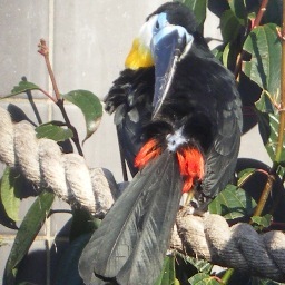 Zoo Keeper,Toucan researcher, Winston Churchill Memorial Trust fellow, EAZA advisor,