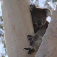 Beautiful island with koalas, kangaroos, echidnas, amazing birdlife .. and a few people too!  Worth a visit.  We tweet koala pics too!
