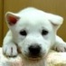 西向く侍2007 (@200723410134) Twitter profile photo 西向く侍2007 (@200723410134) Twitter profile photo