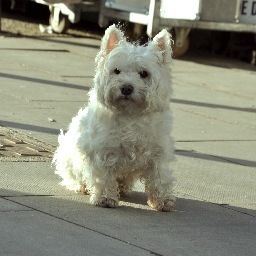 d0llyd0g's profile picture. twitters from Dolly