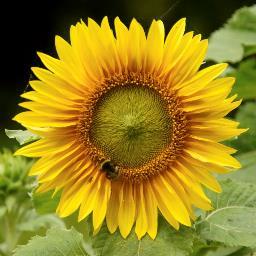 Alles voor een heerlijke tuin. Op de markten in Hulst, Sas van Gent, Oostburg, Middelburg en Axel. Groenteplanten, kruiden, snijbloemen, boeketten