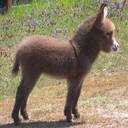 Jose ortegon - @chepeorte - Twitter