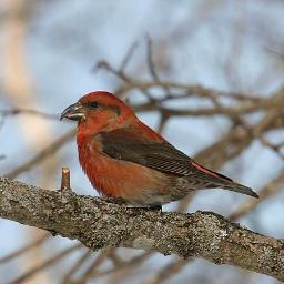 AnnaTopito's profile picture. нас объединяет любовь к птицам и путешествиям