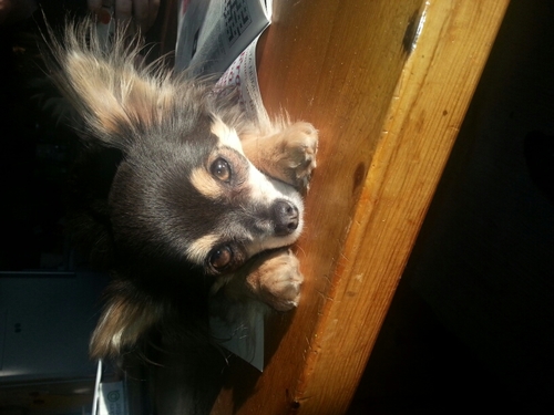 JakobssonMaya's profile picture. 