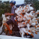 Shane SaSS - @Lewdz - Twitter