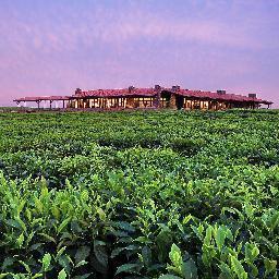 Secluded Luxury lodge that is situated in a tea plantation on the edge of the Nyungwe closed canopy Rain Forest in Remarkable Rwanda.