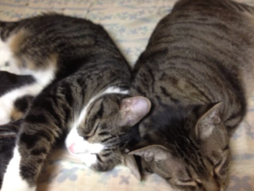 猫のことなど