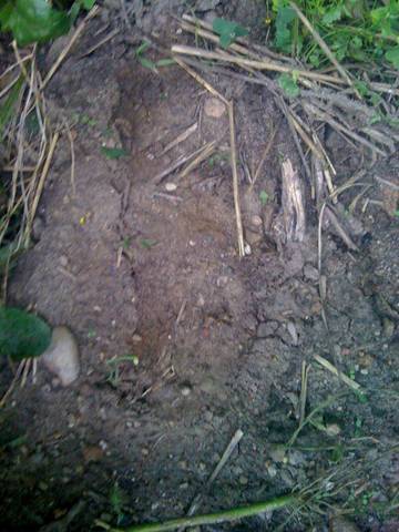We are dedicatated bigfoot researchers bringing what we discover to you.