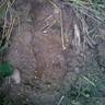 bfsquatchers's profile picture. We are dedicatated bigfoot researchers bringing what we discover to you.