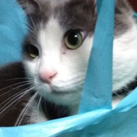 はーにゃ (@jtonotono) Twitter profile photo