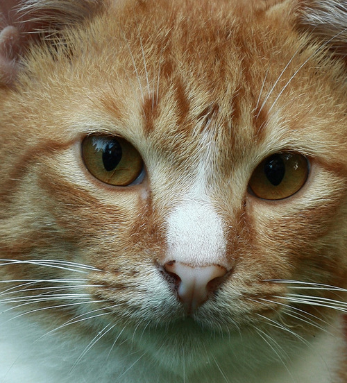 PUMA,Gamer, no tech skills, cat rescue by default