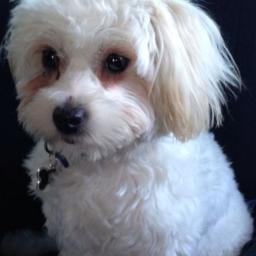 notadog_pearly's profile picture. I follow back