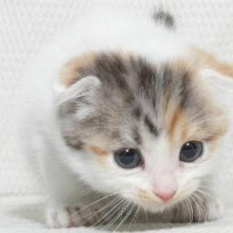 sakurai_itsumi's profile picture. ワイワイ騒ぐの大好きです♪仕事場で知り合った人とも、結局は仲良くなって飲み仲間みたいな(笑)そろそろ定職につこうかなと思ってますが、いろんなところでバイトした方が友達増えるもんね♪ツイッターでも笑えるツイートをBOTしてます( ^^) _旦~~こんな感じですが良かったら絡んでくださいね～♪よろしく!(^^)!