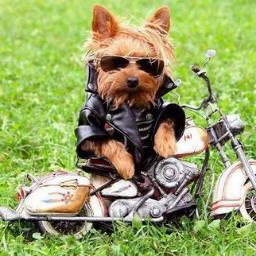 dhurillys's profile picture. 