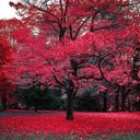 nadia issa aqel - @karamillah - Twitter